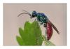 Chrysis terminata